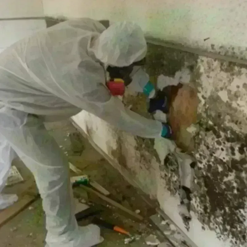 Mold Remediation and Removal in Hellertown, PA